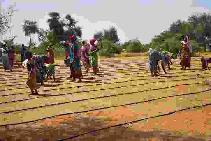 The Great Green Wall project in Senegal, in November 2015.