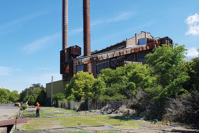 At Sydney’s White Bay Power Station, fast-growing annuals were planted and monitored to test their capacity to remove toxins from contaminated land.