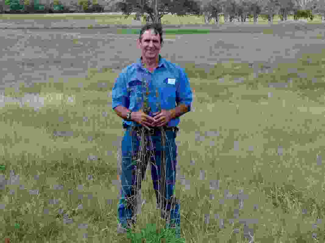Each year grazier David Marsh harvests kangaroo grass seed (Themeda tiandra) from roadsides and sprinkles it around his paddocks. 