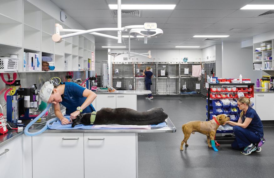 Domesticated commercial North Lakes Veterinary Hospital ArchitectureAu