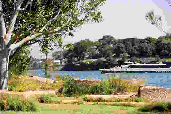 The waterfront margins hint at mangroves, before transitioning through native grasses set with compact Ficus rubiginosa (Port Jackson figs).