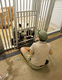 Individual holding dens for the pandas are located behind the public viewing area in the panda holding building.
