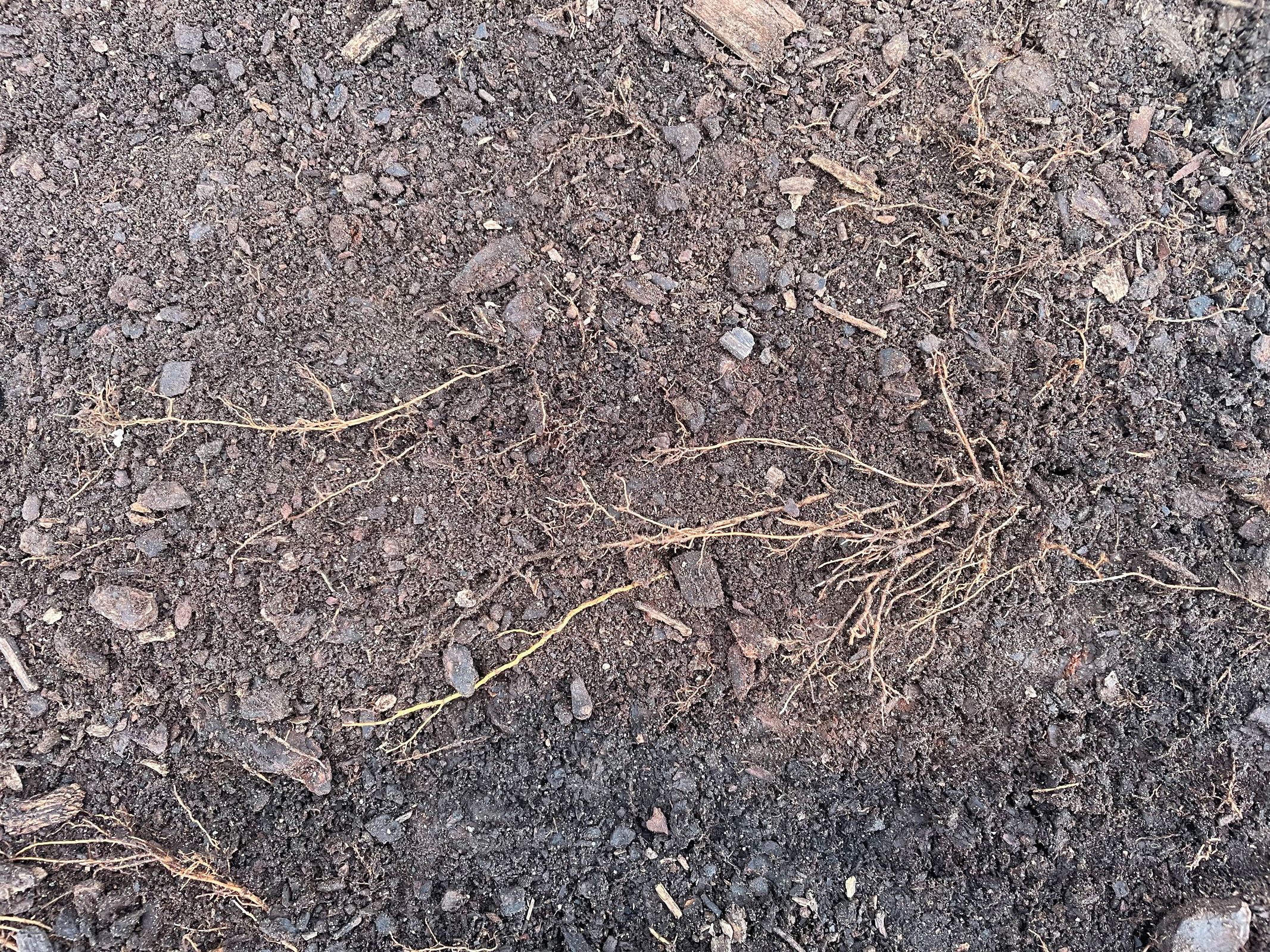 Mulch and water: Learning from garden practices | Landscape Australia