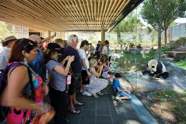 A chilled rock in the freestanding viewing pavilion passes under the glass, coaxing the resident panda closer to the audience.