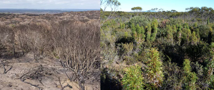 Burnt and unburnt mallee heath in southwest Australia.