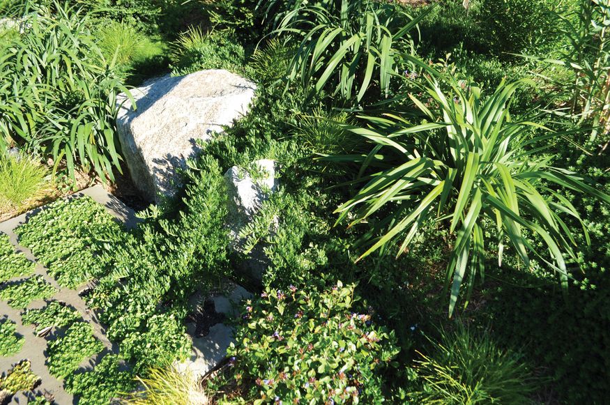 Charles House: A new bush garden | Landscape Australia