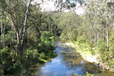 The Yarra River upstream at Pound Bend.