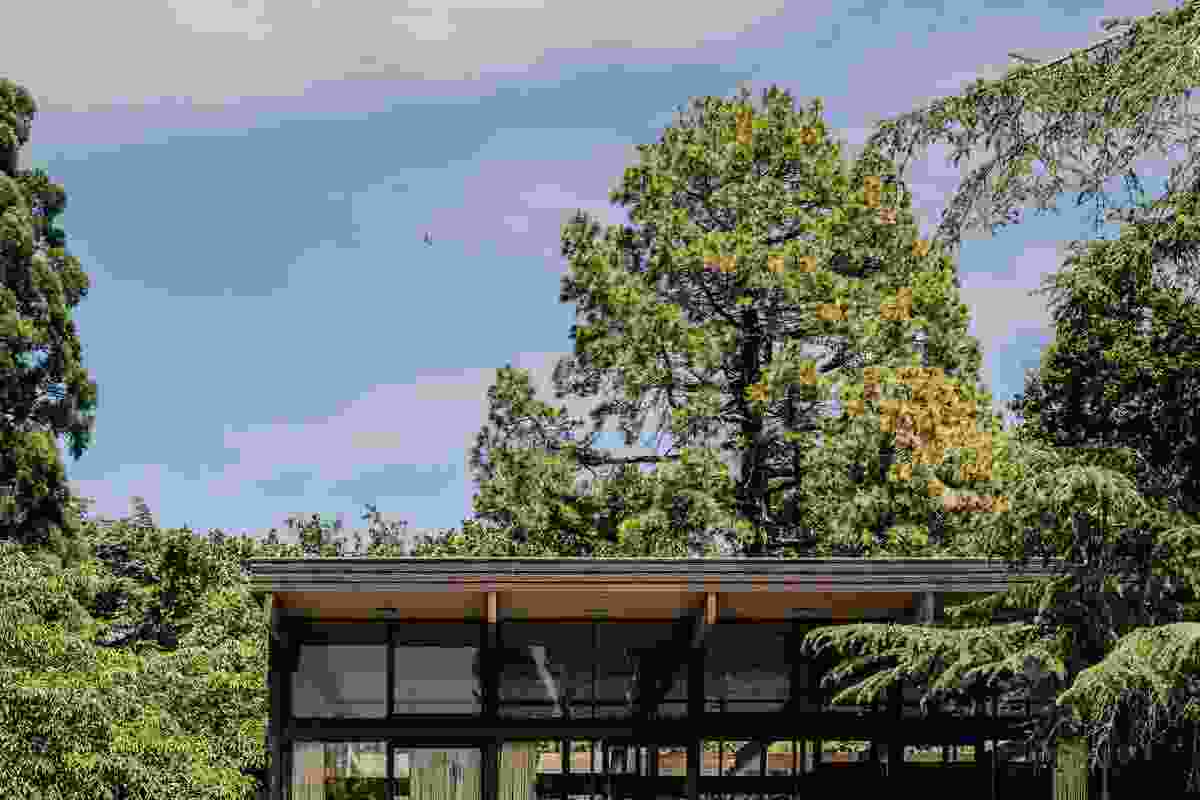 Robin Boyd designed Linden House to be a magnificently scaled, multipurpose glazed pavilion that “floats” between the pool and the river.