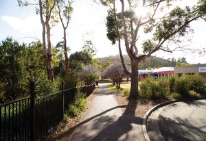In 2019, mass plantings at Rosny Park continue to define the wild edge, dianellas have self-replicated in the understory to the left and to the right Callistemon pallidus and dianellas cluster together to deter weeds.