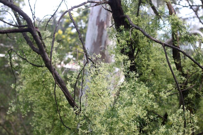 A dead Acacia Pycnantha provides a beautiful structure for the creeping Clematis microphylla to grow over.