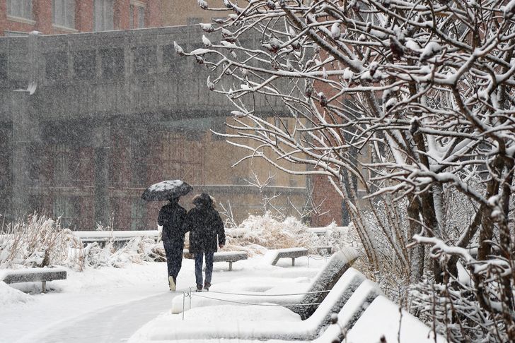 Due to their elevated nature, the High Line gardens must endure tough conditions, freezing more quickly and heating up more rapidly than other New York gardens.