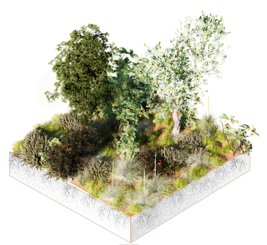 3D representations of plant mixes and plant community types can assist in design processes.