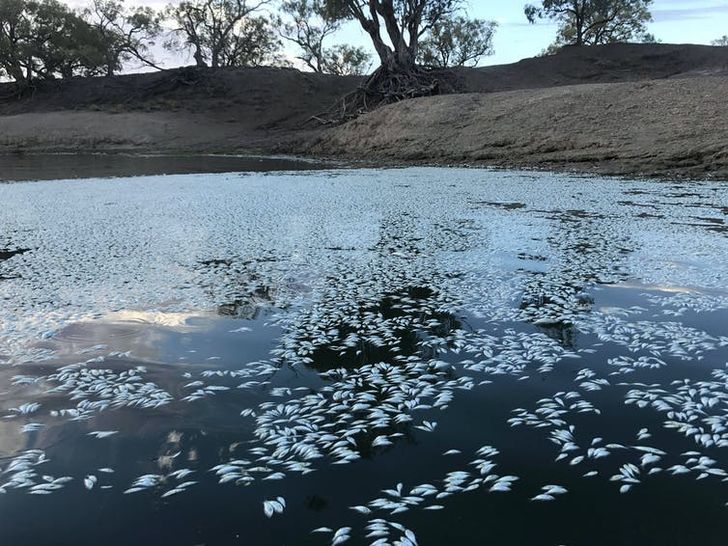 Hundreds of thousands of fish in the Menindee weir pool and neighbor waterways died in January 2019, including bony herring, golden perch and carp.