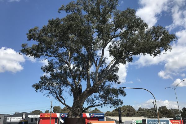 A river red gum in Bulleen has been named the 2019 Victorian Tree of the Year.