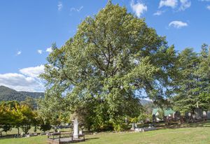 Himalayan Oak at Bright Cemetery