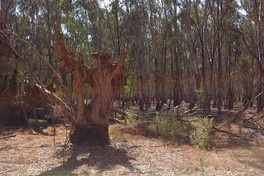 The ring trees of Victoria's Watti Watti people are an extraordinary part of our heritage