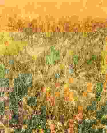 Bungendore, New South Wales, summer, reference grassland. As summer progresses, the grass flower heads (for example, Themeda australis) extend above the sward and eventually mature to gold.