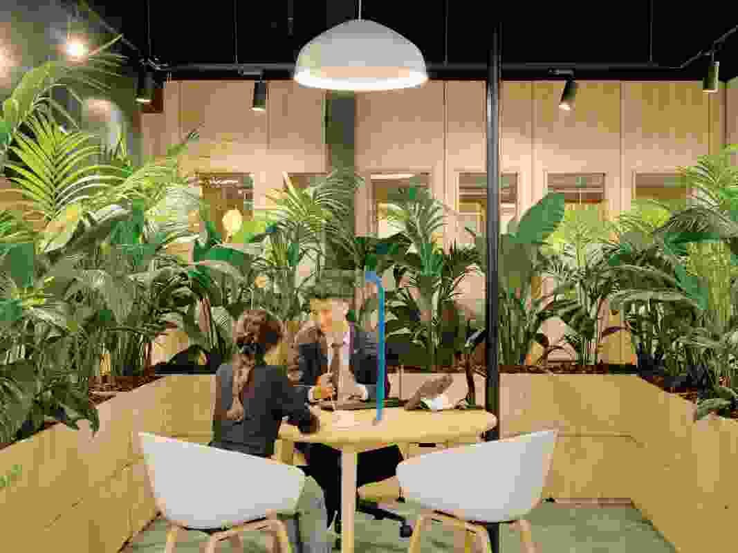 Numerous plants, chosen because they require low levels of natural light, purify the air as part of Breathe’s biophilic fitout design.