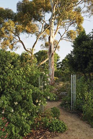 The planting design is in the manner of the New Perennial movement, but interwoven with Australian species.