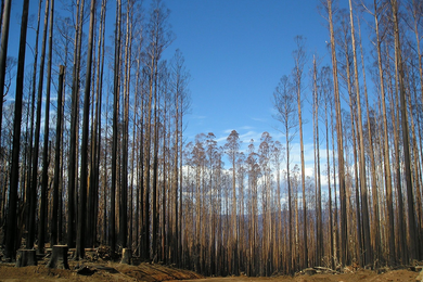 The Victorian mountain ash forest has been severely affected by fires and logging. To determine the actual health of the forest, we need to look at the quality, not just the quantity of what remains.