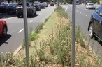 Questioning the war on weeds in urban streetscapes