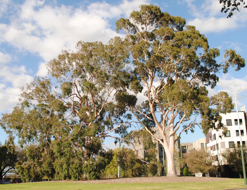 Natural selection Victorian trees vie for most popular laurel