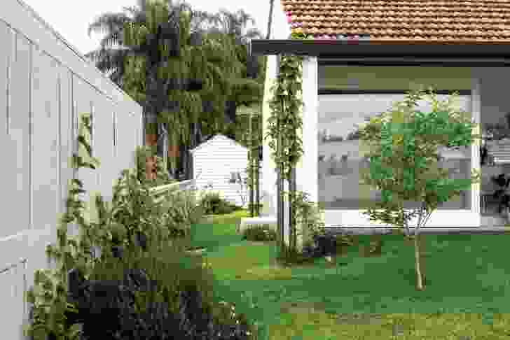 Chonemorpha fragrans (climbing frangipani) is planted beneath downpipes while large-leaf climbers contrast with fine-leaf Westringia spp. along perimeter walls.