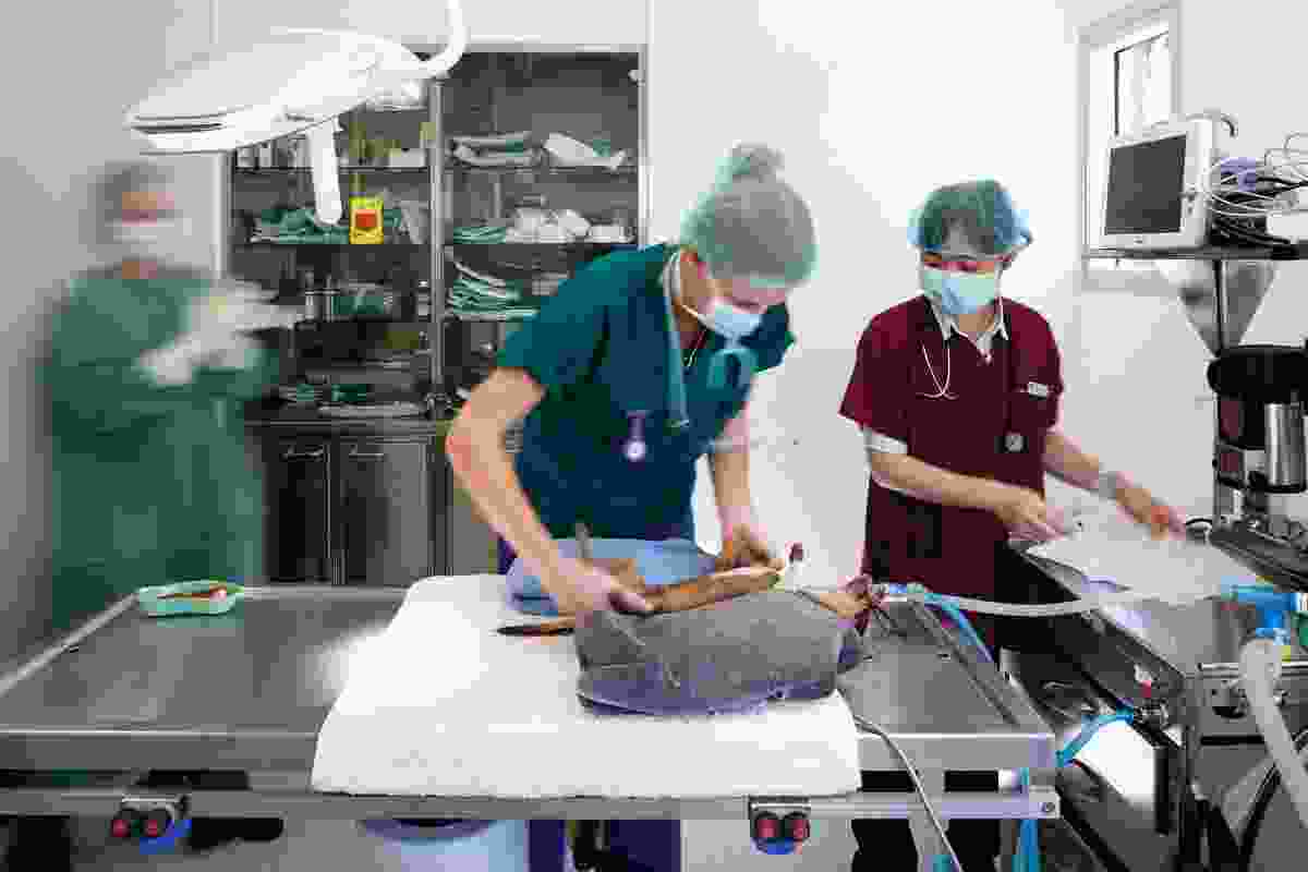 The internationally benchmarked clinical facility is home to the University of Queensland's School of Veterinary Science.