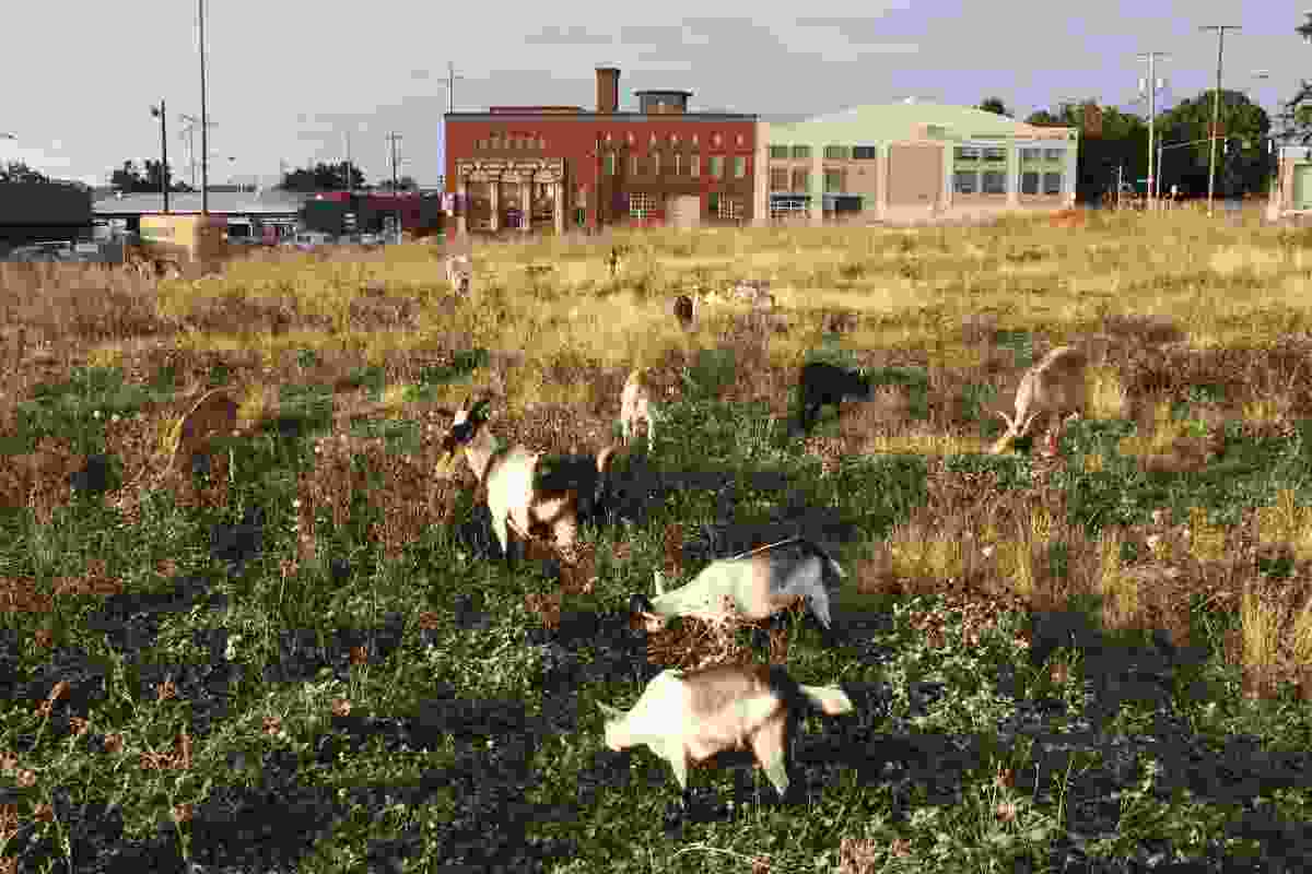 A cosmopolitan meadow in Portland, Oregon, is composed of a motley ensemble of weeds and goats.
