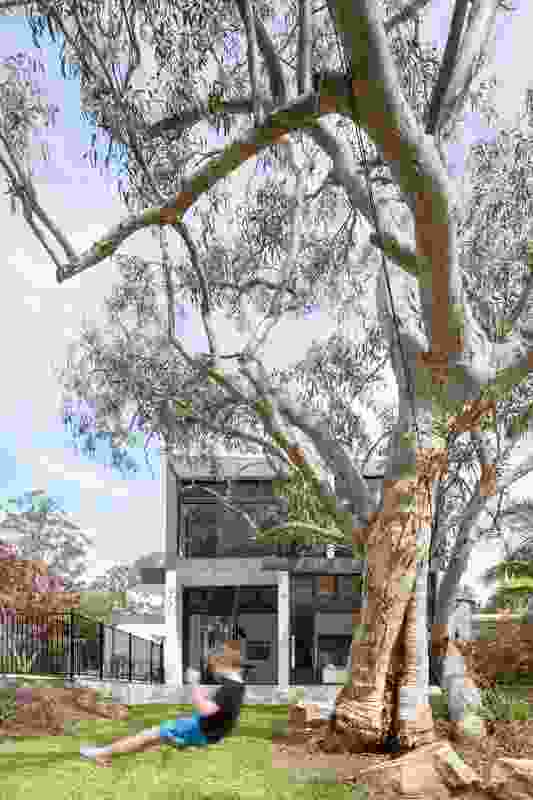 A scribbly gum tree graces the backyard, making for a pleasantly leafy outlook from the living area and first-floor balcony.