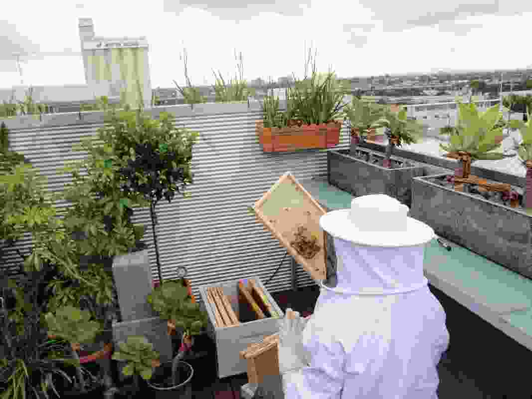 A beekeeper collects honey from one of the rooftop hives.