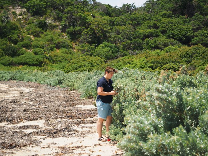 Foraging for edible plants along the coast has helped to strengthen Jess Hodge's understanding of endemic species.
