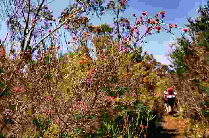 The trail is alive with a rich diversity of native flora, from flowering shrubs and eucalyptus through to blooming heather and orchids.