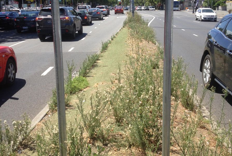 Agapanthus orientalis (agapanthus) once grew happily along this median strip in Melbourne despite extremely hostile growing conditions. It was removed some years ago and replaced with artificial turf. 