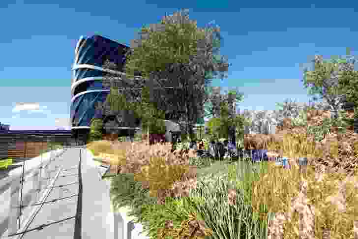 The Rush\Wright Associates-designed roof terraces at the Victorian Comprehensive Cancer Centre are planted with a mix of succulents and grasses under mature olive and bottle trees.