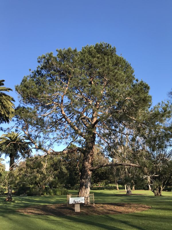 2019 Victorian Tree of the Year announced Landscape Australia