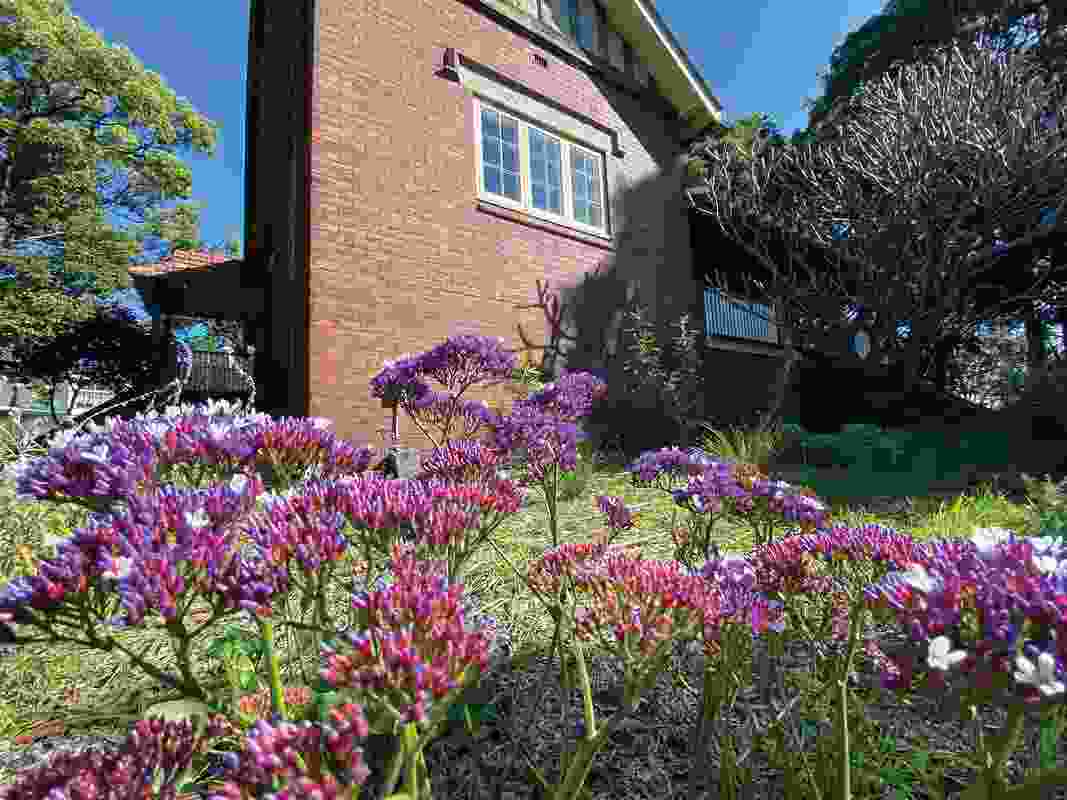 In the cottage garden, flowering species, including sea lavender, surround the building’s edge.