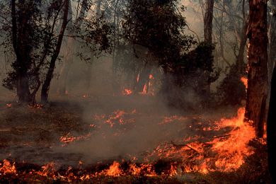 "Be open and listen": Tim Hart on landscape architecture and post-bushfire recovery