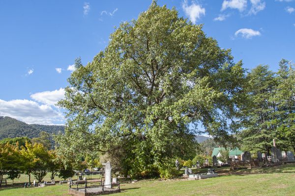 Himalayan Oak at Bright Cemetery