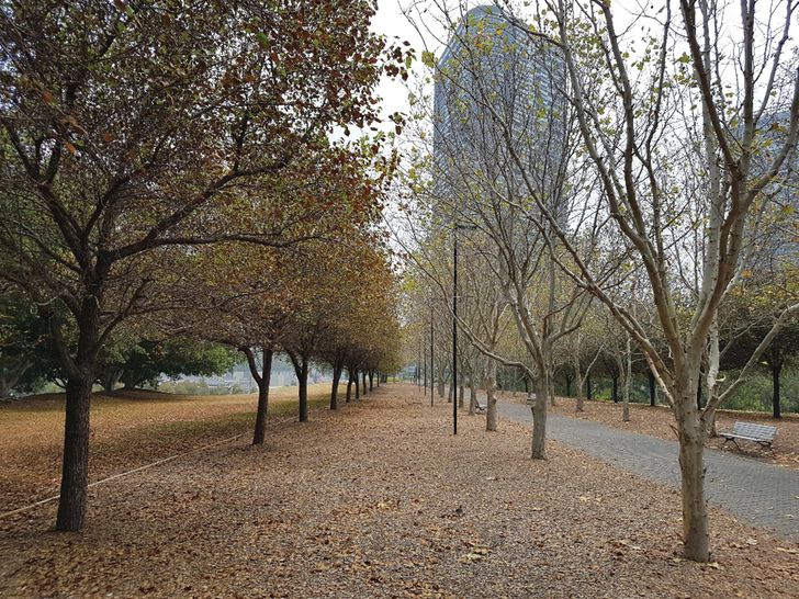 London plane trees and ornamental pear trees experienced water stress at Bicentennial Park in January 2020, when a mechanical fault affected the irrigation system.