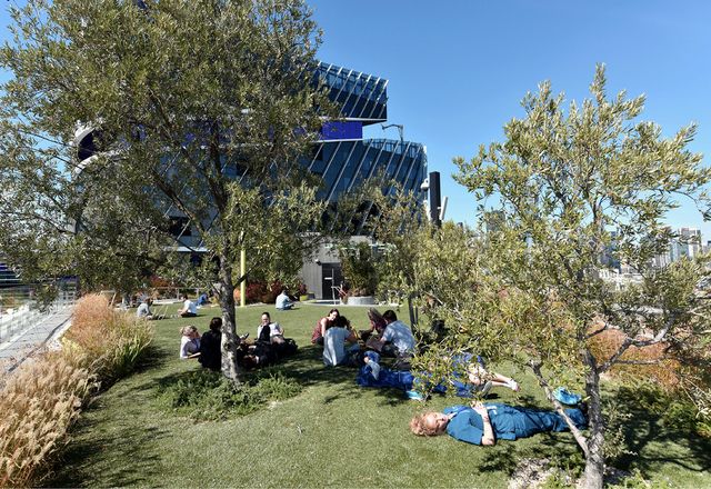 At the western end of the Level 7 rooftop terrace, hospital staff and patients relax on an expanse of artificial grass shaded by Miscanthus grasses and olive trees.