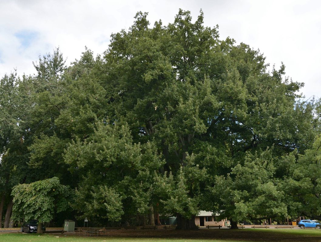 Voting opens 2020 Victorian Tree of the Year Landscape Australia