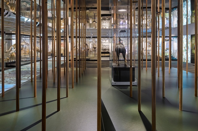 Wild State Exhibition Queensland Museum by Cox Architecture.