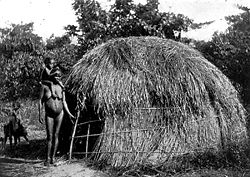 Dyirbal language group blady grass dome (midja) constructed for rainy and windy weather, Tully River c.1901.