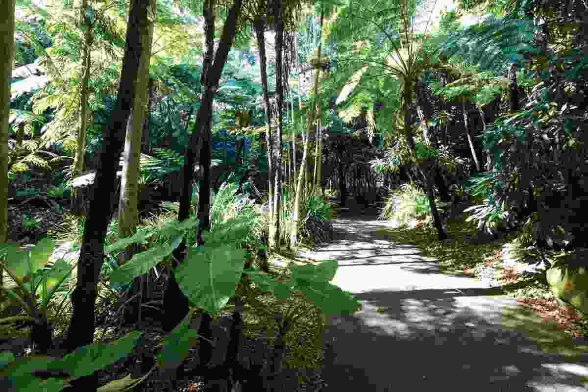 Fern gully features a shaded walking track, which runs alongside a creek.