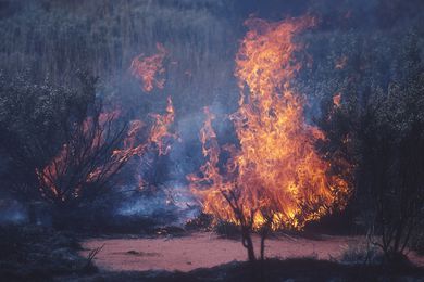 International Federation of Landscape Architects declares climate and biodiversity loss emergency