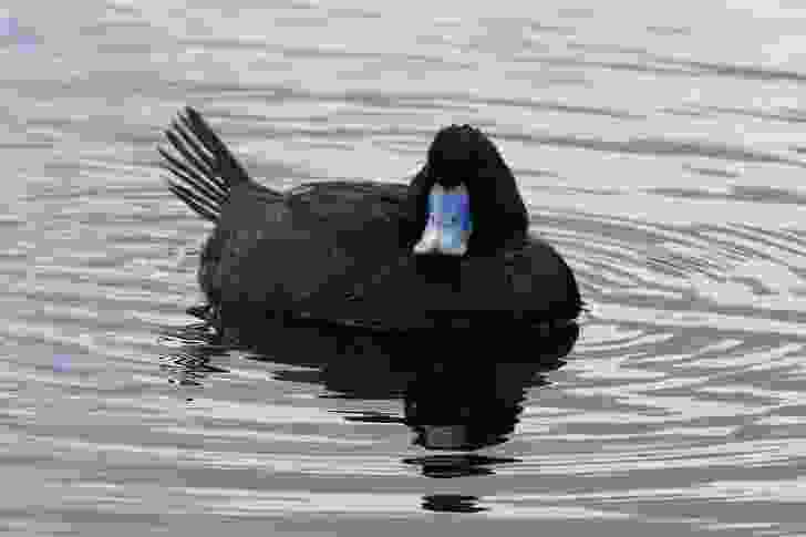 The blue-billed duck is among the species considered endangered in Victoria that will be affected by the Metro Tunnel development.