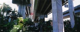 Darling Harbour. Cabbage tree palms under the Western Distributor. Image: Peter Bennetts