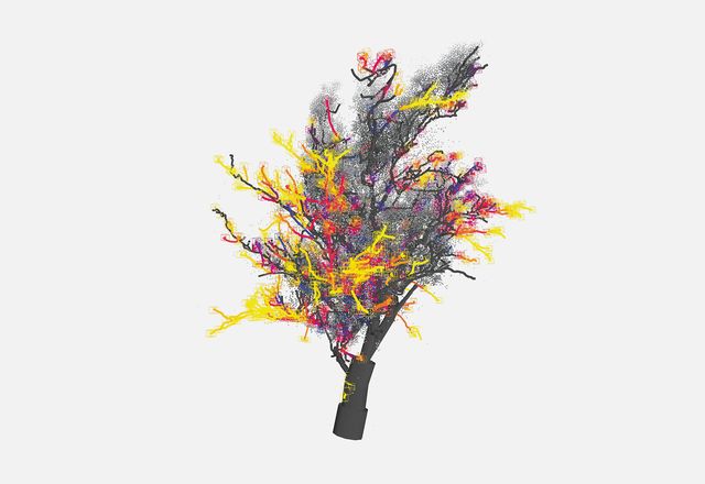 A digital model of a large old tree – colours indicate branches preferred by birds. Such modelling can help landscape architects design for and with nonhuman lifeforms.