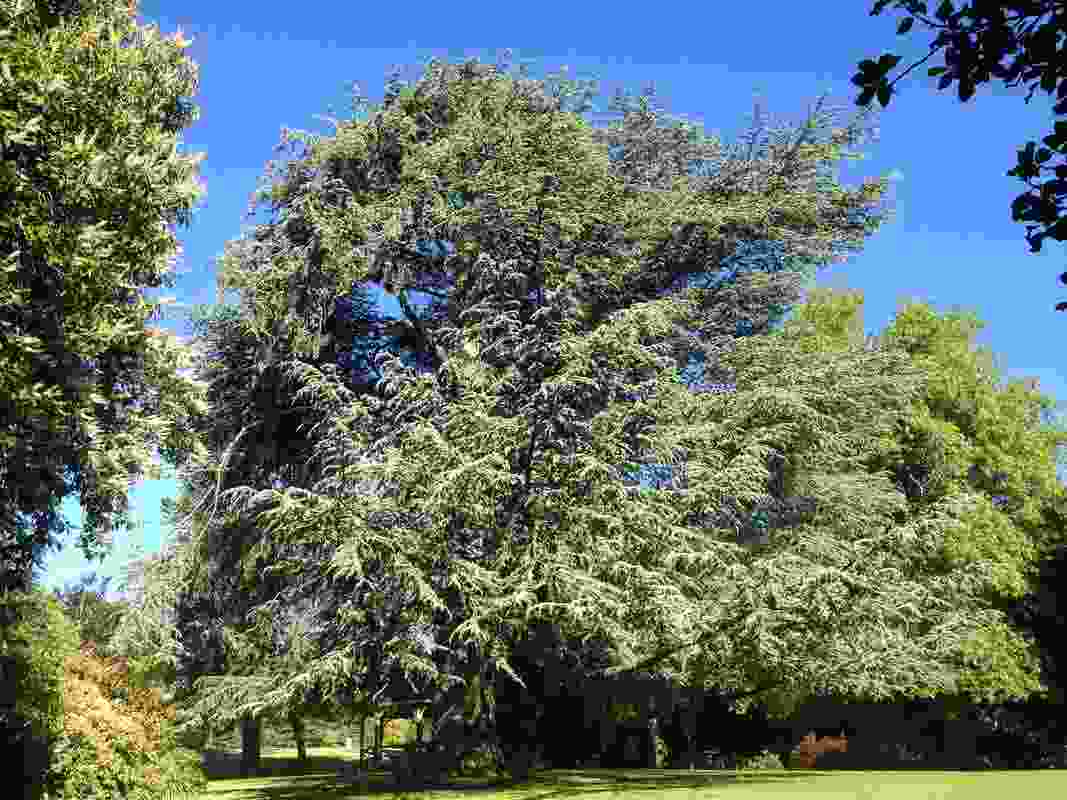 Blue Atlas Cedar, Wombat Hill Botanic Garden, Daylesford.